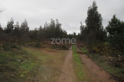 Property ID: ZMPT520892 Excellent plot of rustic land with 6,800 M2, located in the parish of Fradelos, with good access, very close to the village of Ribeirão, this lot can serve as a shipyard or other type of investment. Come and pay a visit and pr...