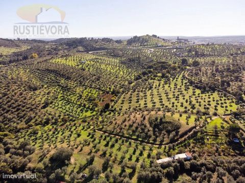 Farm with olive grove and fruit trees, with lots of water in Portel.