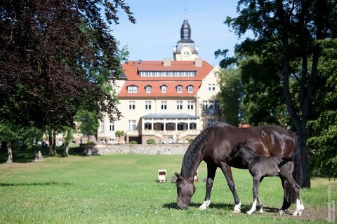 Exklusives Ferienhaus auf dem Gelände vom Schlosshotel Wendorf nahe Schwerin. Mit 200 m² Wohnfläche und einer überaus komfortablen Einrichtung ist das Domizil eine wahre Wohlfühloase. Eine private finnische Sauna sowie ein Raum mit Kicker bieten die ...