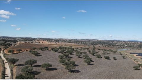 Cette propriété agricole a une surface de 36 hectares est constituée de : Environ 18 hectares de vignes dont 10 hectares en faible pente depuis le chemin, plantés en 2023 avec les cépages Aragonese et Toliga France ; et le reste en pente plus forte, ...