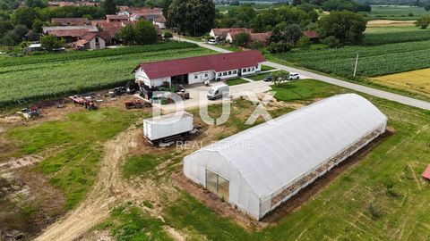 Location: Virovitičko-podravska županija, Pitomača, Pitomača. VIROVITICA, PITOMAČA – Haus und geräumiges Grundstück mit Gewächshäusern für den Gemüseanbau Pitomača ist eine Gemeinde im Nordosten Kroatiens in der Gespanschaft Virovitica-Podravine. Wäh...