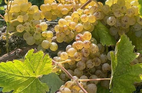 Ce vignoble AOC prisé et rare est situé en plein coeur de la Vallée de la Loire. Afin de préserver la typicité de son caractère exceptionnel, il est traité dans le cadre d'une filière bio, ce qui lui confère une forte valeur ajoutée. L'environnement ...