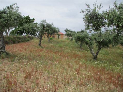 Excellent farm with a total area of 10640 m2. It has a stone construction with a total area of 84 m2, ideal to recover and legally live there . There are some fruit trees, namely orange and fig trees, vines, and several olive trees. It also has some ...