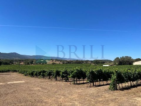 We are offering for sale an agricultural property of 8.5 hectares, including a vineyard and various structures, in the San Michele area of Berchidda, a picturesque village in the heart of Sardinia. The property is in a private and quiet location on t...