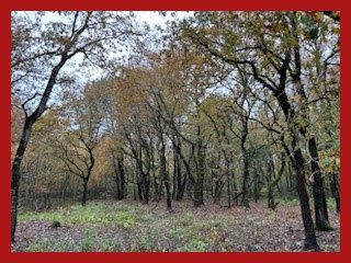 Your Noovimo advisor Alexandra Aubert ... ... offers you Non-building land with an area of 1720 m2, less than 10km from the center of Soulac sur mer! and about 5 minutes from the beaches, wooded and flat land Flat rate of €3,800 incl. VAT on €5,000 (...