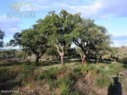 This 7.5-hectare farm located in Foros de Vale Figueira, Montemor-o-Novo, is rich in cork oak forests, has the feasibility of building a house up to 250 m2, is fenced and has good panoramic views. It has low voltage electricity nearby, good car acces...