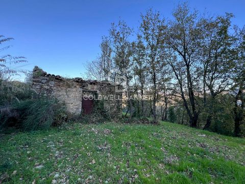 We offer for sale, in Ogliastro Cilento, a suggestive agricultural land covering approximately 8,478 square meters. The land is framed by various fruit trees and a majestic olive grove, with around 100 plants, which not only enriches the atmosphere w...