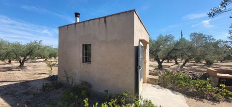 Rustic property for sale in a quiet and privileged area, totally flat, with well water. The property has a small house of about 12m2 equipped with a fireplace. On the farm you will find 75 young olive trees, 5 carob trees and two almond trees. It has...