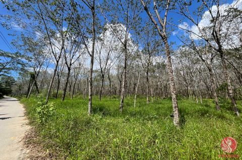 Almost 66 rai of rubber plantation land for sale near Thai Mueang Beach in Phangnga Experience the beauty of nature. On the plot, there is a rubber plantation. This land is easily accessible from the main road. Adjacent to public roads on three sides...