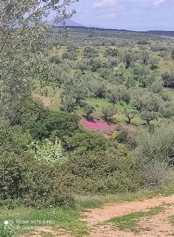 Petalidi, Kastania, Agricultural Land For Sale, Out of City plans, 4.482 sq.m., Frontage (m): 100, Depth (m): 45, View: Sea view, Features: For development, Price Negotiable, For Investment, Roadside, Three Fronted, Amphitheatrical, Flat, Suitable fo...