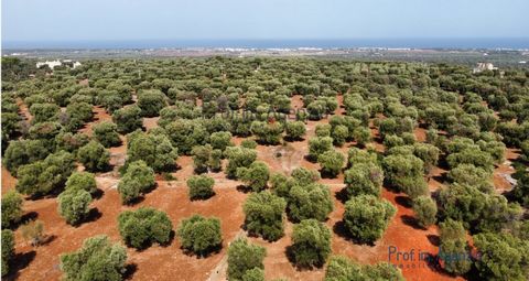 Interesting land for sale in the countryside of Carovigno, located in an excellent position between the sea and the town, at a short distance from the town centre; the land is flat and is cultivated with olive groves with centuries-old trees. Possibi...