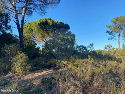 Silver Valley – Baroque Municipality of Torres Novas Rustic land with 3,160 m2, consisting of Pine Forest and some Cork Oaks, faces a stream. Access by dirt road, about 2.5 km from the town centre. Coordinates: 39.502741,-8.459875 Contact us for more...