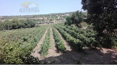 In this property with 7.8 ha, composed of 6 contiguous rustic articles we find, in excellent state of maintenance, a farm of 5 ha of vineyards, (10 and 6 years) and irrigated olive grove (0.85 ha) 7 Tons in full production; 1.25 ha of cork oak forest...