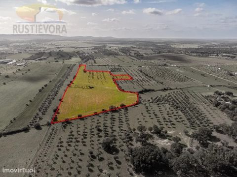 In a set of 5 contiguous rustic plots for sale, totaling an area of 3.50 ha. The property is fenced and parked. It has fruit trees, a traditional olive grove (90 certified olive trees) and clean land, in addition to a borehole with 70 meters deep and...