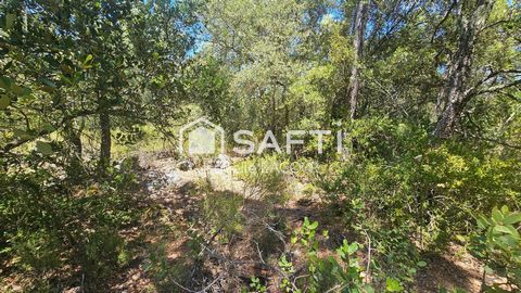 Forêt