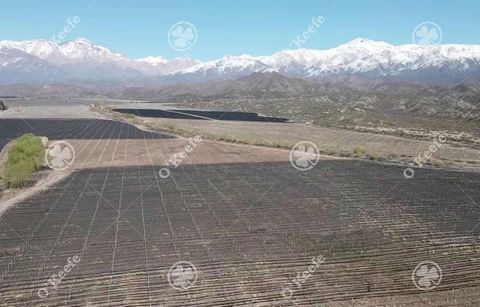 Field for sale in Tupungato of 30000 Has - High altitude vineyards - Nogales - Real Estate Development Exceptional Finca with vineyards in Mendoza with productive and recreational purposes in the heart of wine. 51% OF THE SHARE PACKAGE OF UNA S.A. IS...