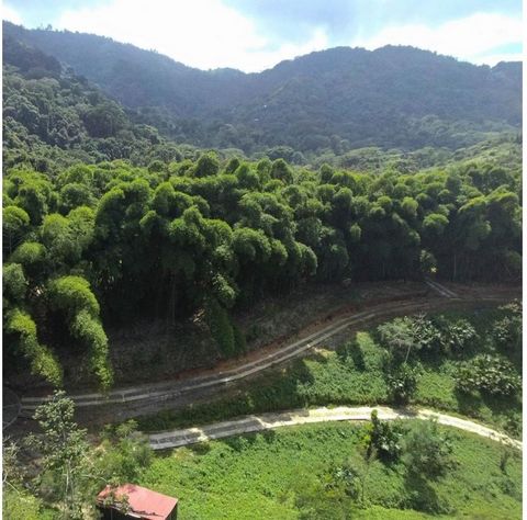 For sale of a lot in a gated community located in Minca-Santa Marta, the lot is surrounded by abundant vegetation, fruit trees, flowers and plants typical of the region, ideal for living in harmony with nature. Close to the river, just 10 minutes fro...