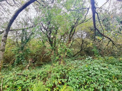 CROZON, secteur Montourgard, idéalement situé à proximité des commerces, plage de Morgat et Bois du Kador, Venez découvrir ce terrain de 4233m² environ en friche et arboré, en zone naturelle sensible (ne peut être bâti). Non viabilisé, ni électricité...