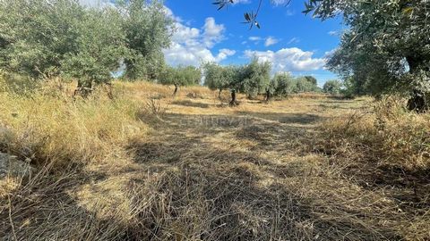 Salvaterra do Extremo is een dorp gelegen in Beira Baixa, vlakbij de grens met Spanje. Drie percelen met een totale oppervlakte van 11880m2. Een van de percelen heeft een oppervlakte van 1560m2 en bestaat uit olijfgaarden. De andere twee hebben 2320m...