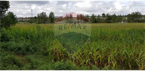 Agricultural land for sale in Pousa, Barcelos. Good access, flat and with a nearby stream.