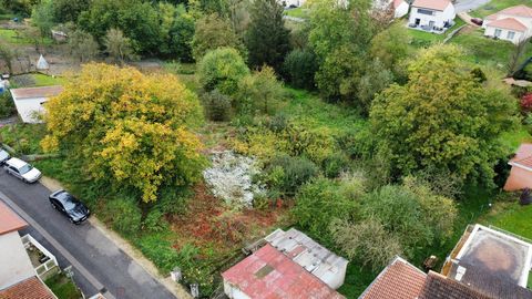 photo no. 12