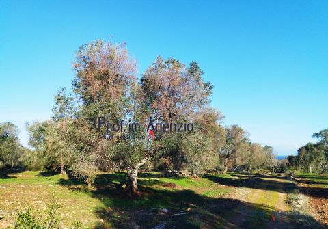 Interesting land with sea view for sale in Carovigno, in a quiet and reserved area and located a short distance from the beaches, cultivated with centuries-old olive, almond and fruit trees. Possibility of constructing a building of about 200 square ...