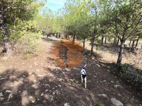 Rustic land with 16,000 m2 - Torneiro, in Alcoutim - Algarve. Land with asphalt access. Flat terrain. Close to Electricity. Just 10 minutes from the village of Alcoutim. About 35 minutes from the town of Castro Marim and the border with Spain, Ayamon...