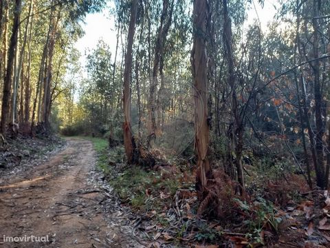 Magnifique terrain forestier avec forêt d’eucalyptus et de pins. Bonne exostion solaire et bien situé, c’est-à-dire qu’il se trouve à quelques minutes du village de Pedrógão Pequeno, et également à proximité de l’IC8, infrastructure reliant les centr...