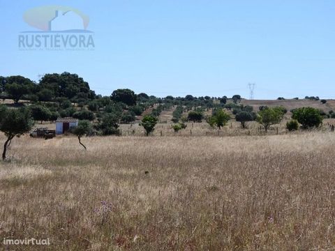 In a set of five contiguous rustic plots for sale, totaling an area of 3.50 ha. The property is fenced and parked. It has fruit trees, a traditional olive grove (90 certified olive trees) and clean land, in addition to a borehole with 70 meters deep ...