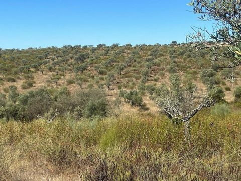 Land met een totale oppervlakte van 4000 m2. Vlak land, met traditionele olijfgaarden, goede toegang op geslagen aarde. Stad met restaurants, cafés, geldautomaat, dagcentrum, parochieraad en openbaar vervoer met een verscheidenheid aan dienstregeling...