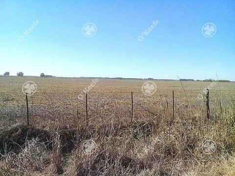 CAMPO SOBRE RUTA CON 75% AGRICOLA - SAN MIGUEL DEL MONTE   Ubicación: El campo se encuentra ubicado dentro del Partido de Monte, con un excelente acceso desde Ruta 41,    Distancias a puntos de interés : - CABA 150 KM - San Miguel del Monte 44 km - G...