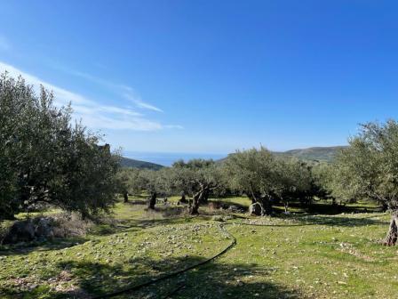 Pefki-Makrigialos Appezzamento di terreno 2.300m2 a Pefki Makrigialos. La trama è all'interno del piano del villaggio e può costruire fino a circa 400 m2. Gode di una splendida vista sulle montagne e sul mare e l'elettricità e l'acqua sono nelle vici...