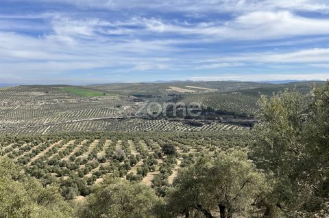 Identificação do imóvel: ZMES506696 Impressive olive grove in full production, located in the area of 