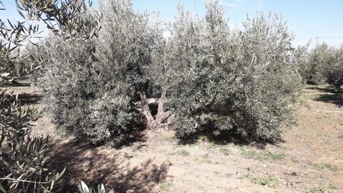 SALE OF FINCA WITH 57 OLIVE Trees IN FULL PRODUCTION OF VICON. Maracena. HAS THE METRO VICON STOP 50 METERS AWAY
