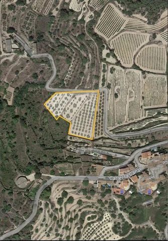Rustic property, flat land of 5,329 m2, Fondo del Maset, in the municipality of Albinyana (Baix Penedès) Olive grove with 100 olive groves of the Arbequina variety, good access to the farm. Rustic property, terreny pla of 5,329 m2 with access to the ...