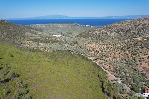 Property Code. 11689 - Agricultural FOR SALE in Thasos Prinos for € 50.000 . Discover the features of this 6930 sq. m. Agricultural: Distance from sea 1630 meters, facade length: 151 meters, depth: 36 meters The office of Thassos Realestate is locate...