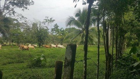 This big and beautiful property is an excellent opportunity for an investor who has a love of nature and is perfect for the development of an ecotourism based business or agricultural project. There is a public dirt road with beach access from the pr...