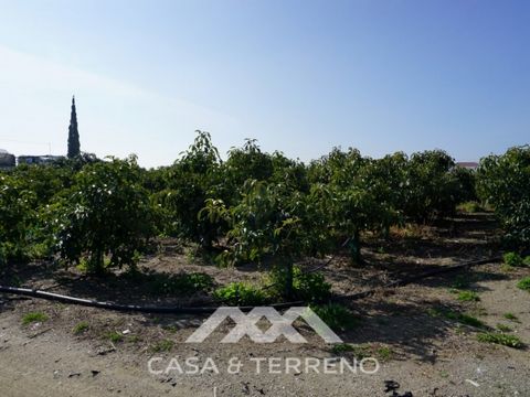 Avocados as far as the eye can see: this 2,200m2 flat plot is home to 165 avocado trees of the coveted Hass variety, around four years old - with an average annual yield of 50kg per tree (between EUR 17. - 20,000/year, depending on market conditions)...