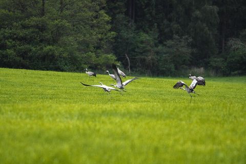 Vier gemütliche Ferienhäuser auf einem Gestüt am Garder See nahe Güstrow. Das 36 Hektar große Gelände liegt auf einer Halbinsel im Ortsteil Garden und bietet Ihnen einen herrlichen Panoramblick über die fast grenzenlosen Weiten der Sternberger Seenpl...