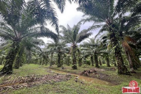 Over 28 Rai (45,422.4 sqm) land plot with a palm plantations and a canal for sale in Khok Kloi, Phang Nga. The palm plantation has been in operation for 15 years. The width of the plot next to the public road is 80 meters and the public road width is...