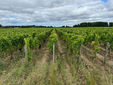 Découvrez cette charmante propriété viticole de 34 ares de vigne, nichée dans le prestigieux terroir de Saint- Estephe. Idéalement située, cette exploitation conjugue authenticité et potentiel. Son chai, parfaitement adapté, offre toutes les possibil...