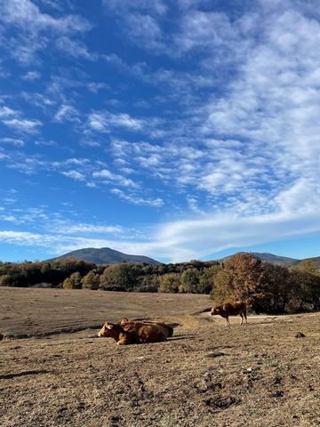 DOMUM EUROPA offers you this large livestock farm currently with calves. Finca of about 40 hectares composed of several lands with gentle slopes of which 6 hectares are for pasture, 14 hectares are forest and the remaining 20 hectares are for cultiva...
