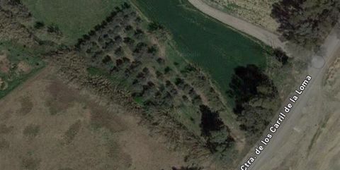 RUSTIC plot of 2100m2 for sale, completely flat and easily accessible with a lane close to the A-357 highway.Just 10 minutes from the Guadalhorce regional hospital.It has 70 olive trees of different varieties: Hojiblanca, Picual, Arbequina and Manzan...