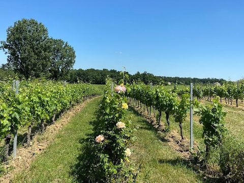 A 45 minutes au Nord de Bordeaux, très beau domaine clé en main, en pleine production. Vignoble bien exposé, terroirs protégés du gel. Gamme de vins rouges, blancs secs et rosés. Commercialisation diversifiée et efficace, France, Europe et grand expo...