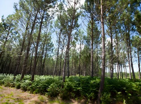 GIRONDE FORET D'INVESTISSEMENT 77 HA En Gironde, région Biganos, à saisir un ensemble d'environ 77 hectares de forêt d'un seul tenant, majoritairement en pins des Landes âgés entre 10 et 50 ans. Idéal pour investisseur.