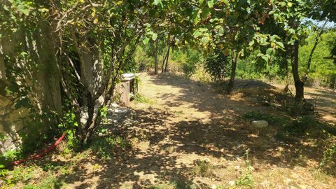 photo no. 4