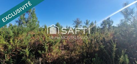 Grand terrain forestier 5,9h à Biganos