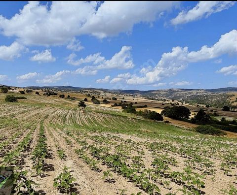 52 Acres of Land for Sale in Kırlareli Kofçaz Our land is in the center of Kofçaz and is suitable for agricultural use. It is a single piece of 52 acres and is suitable for use as a farm or livestock. Kofçaz District is a region with clean nature and...