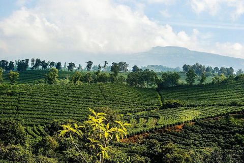 Resumo: -Uma fazenda de café de 231 hectares (570 acres) na Costa Rica é uma oportunidade de investimento ideal. -A fazenda é composta por 175 hectares de cafezal e 58 hectares de floresta, com 75% da fazenda irrigada. -A fazenda é subdividida em qua...