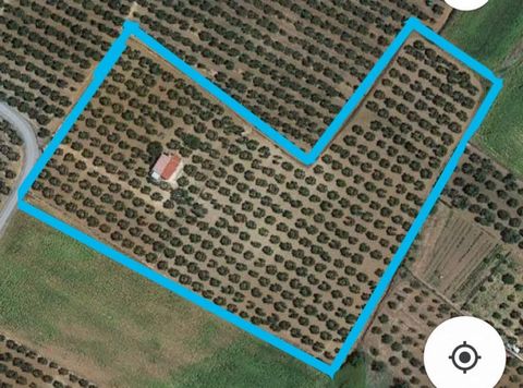 Le presentamos una Finca Rústica en Gibraleón, de 21000 m2 sembrada con 410 olivos en producción.~ ~ En la finca hay dos almacenes de aperos con todo lo necesario para las labores agrarias.~ ~ Se incluye en la Finca el siguiente material y equipamien...